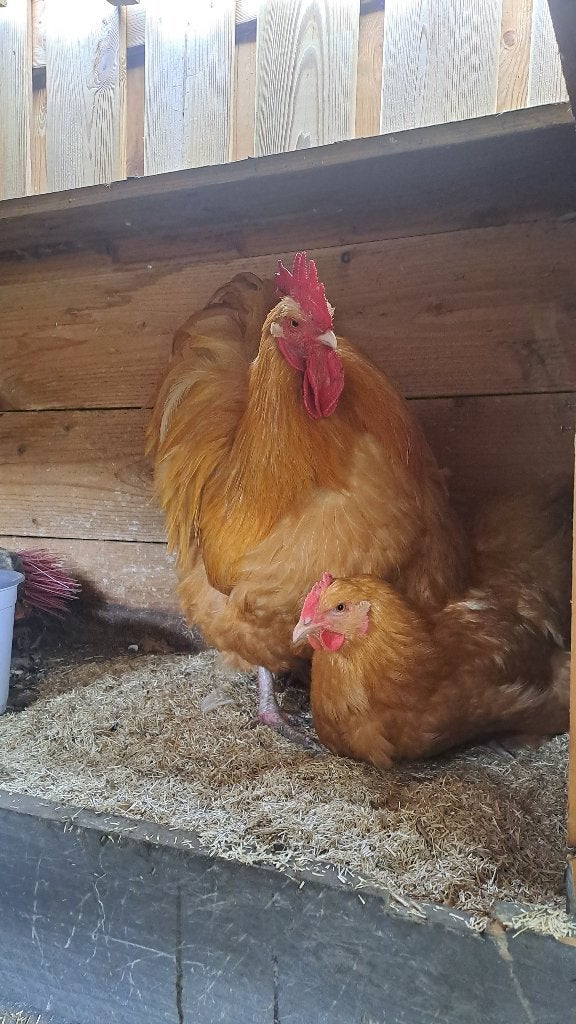 Broedeieren orpington groot rood en buff, Geslacht onbekend, Kip