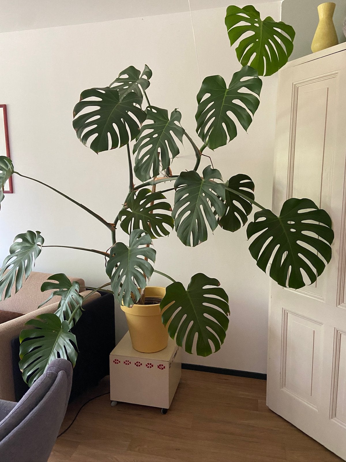 Prachtige, gezonde Monstera., Ophalen, Halfschaduw, In pot, 150 tot 200 cm