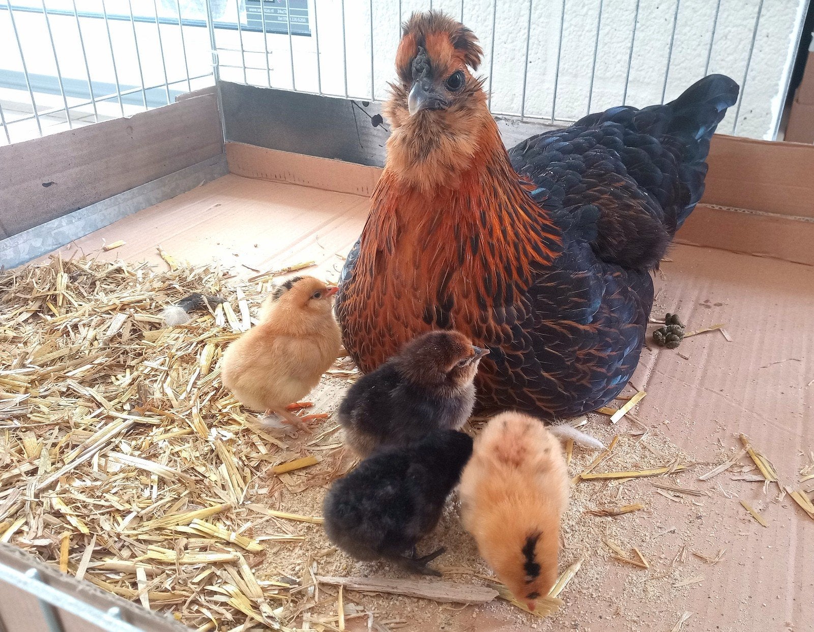 Broedeieren van gemengd ras. Zie omschrijving., Dieren en Toebehoren, Pluimvee, Geslacht onbekend, Kip