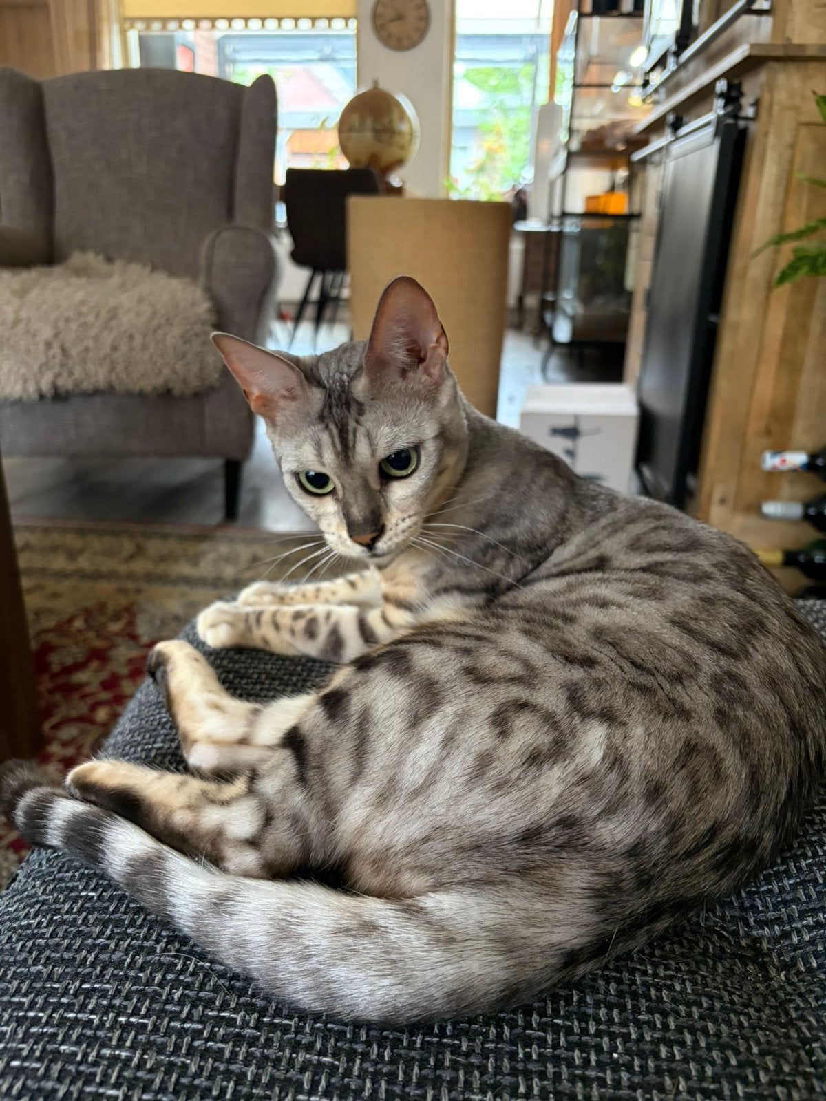 Bengaalse poes, 2 jaar oud, Dieren en Toebehoren, Poes, Gechipt, 0 tot 2 jaar