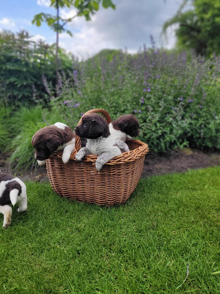 Friese stabij pups, bruin, Overige rassen, 8 tot 15 weken, Meerdere, Meerdere dieren
