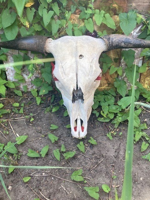 schedel koe, Ophalen, Gebruikt, Boerderijdier, Schedel