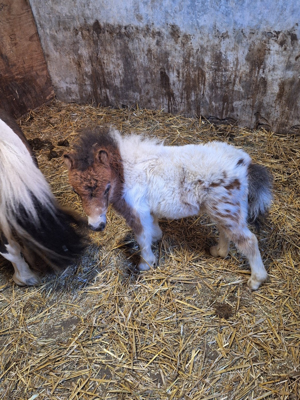 Mini hengst veulens..  ( nieuwe advertentie), Dieren en Toebehoren, Pony's, Hengst, A pony (tot 1.17m), Recreatiepony, Gechipt
