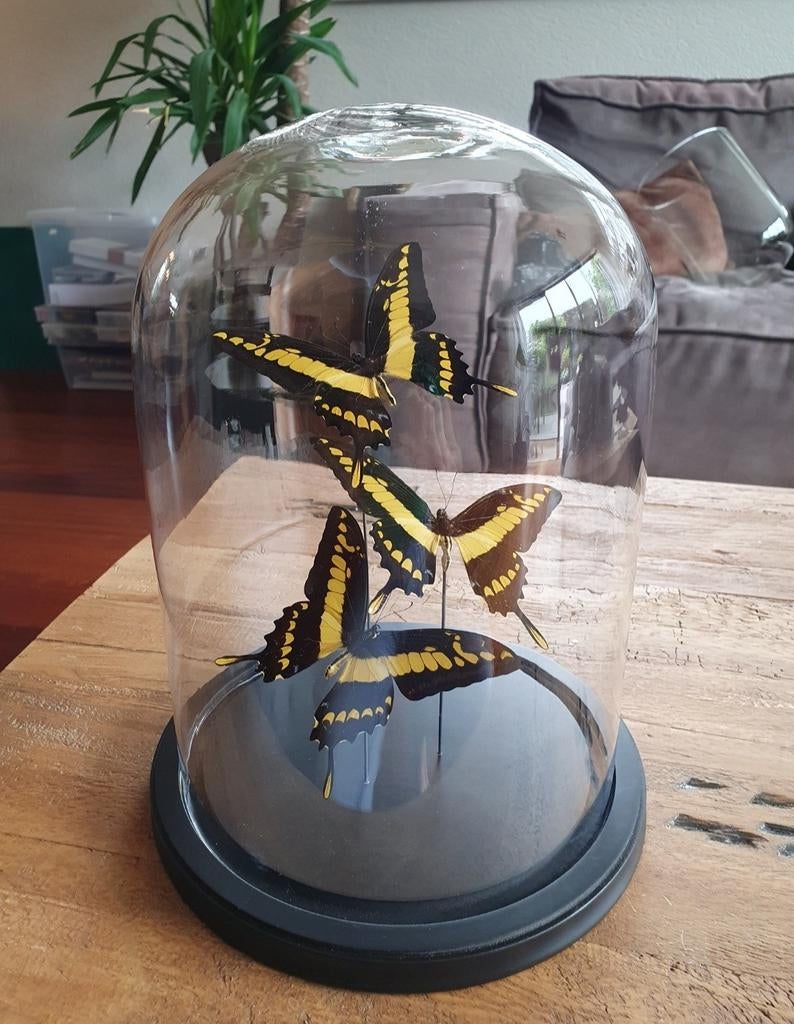 Stolp met 3 opgezette vlinders ( nieuw), Ophalen, Nieuw