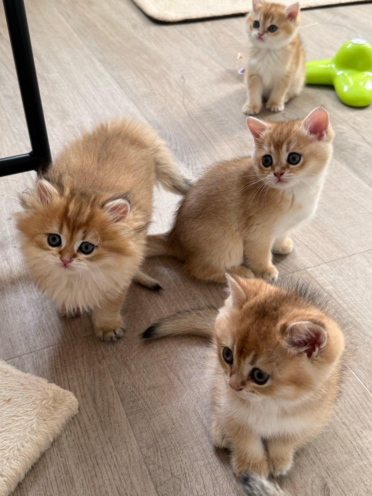 Britse korthaar/langhaar kittens gold shaded, Meerdere dieren, 0 tot 2 jaar
