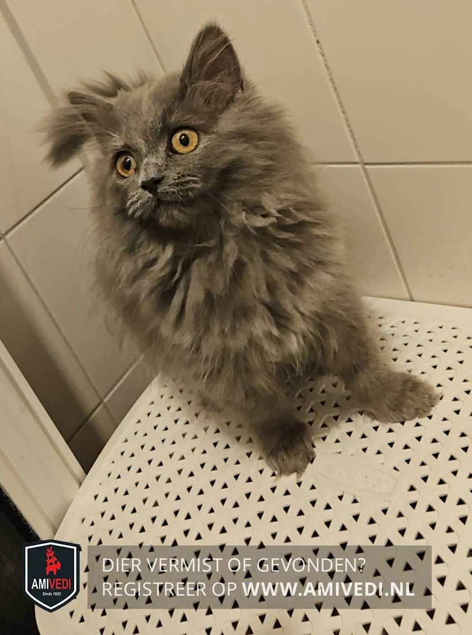 Vermist !!, Dieren en Toebehoren, Poes, 0 tot 2 jaar