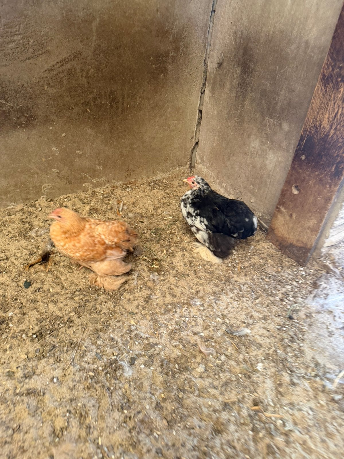 Cochin hanen, Dieren en Toebehoren, Pluimvee, Mannelijk, Kip