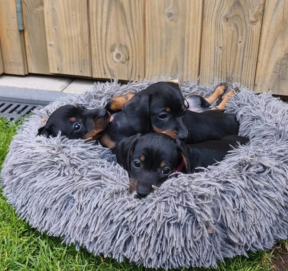 Raszuivere black en tan dwerg teckel pups, Reu, 8 tot 15 weken, Korthaar, Dwerg