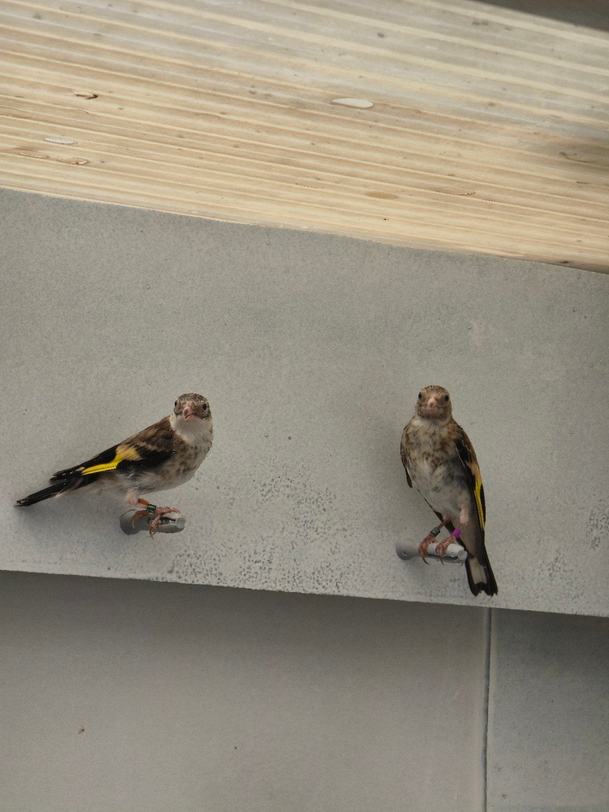 mooi kleine putters jongen 2026, Meerdere dieren, Wildzangvogel, Geringd