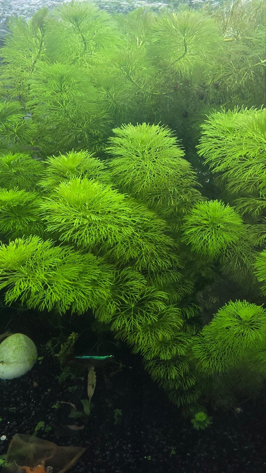 Aquariumplanten en Aquariumvıssen   – Eigen Kweek 🌿🐠, Ophalen, Nieuw, Plant(en), Steen of Hout