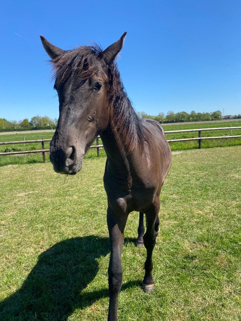 Zachtaardige en nieuwsgierige PRE ruin jaarling (1,5jaar), Dieren en Toebehoren, Met stamboom, Ruin, Dressuurpaard, 0 tot 2 jaar