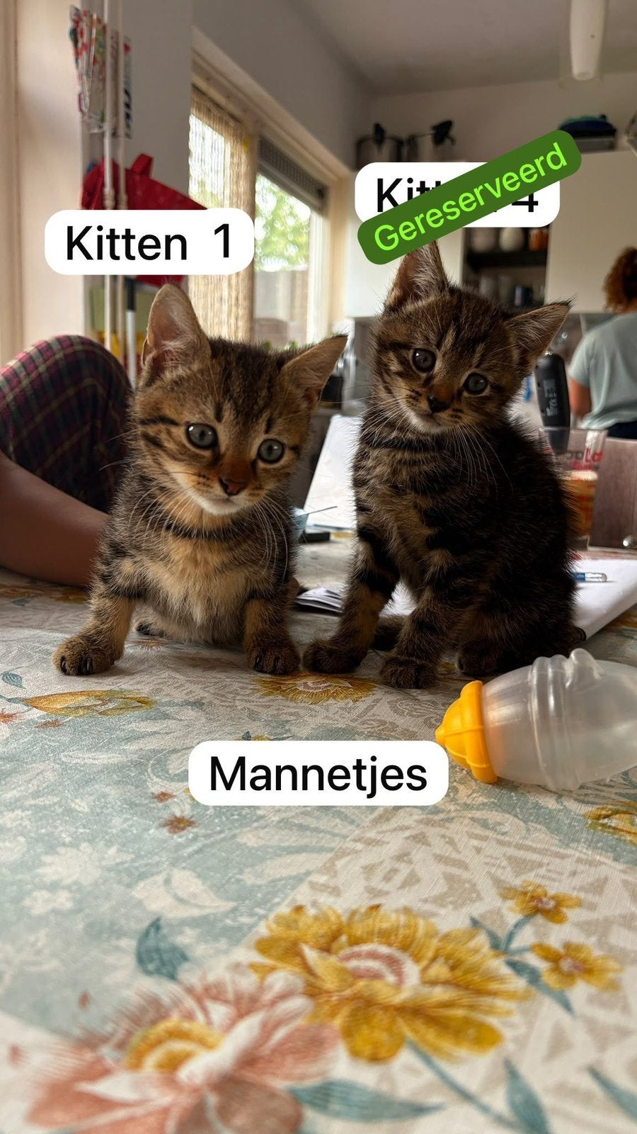 3 Europese korthaar kittens, Meerdere dieren, Kortharig, 0 tot 2 jaar