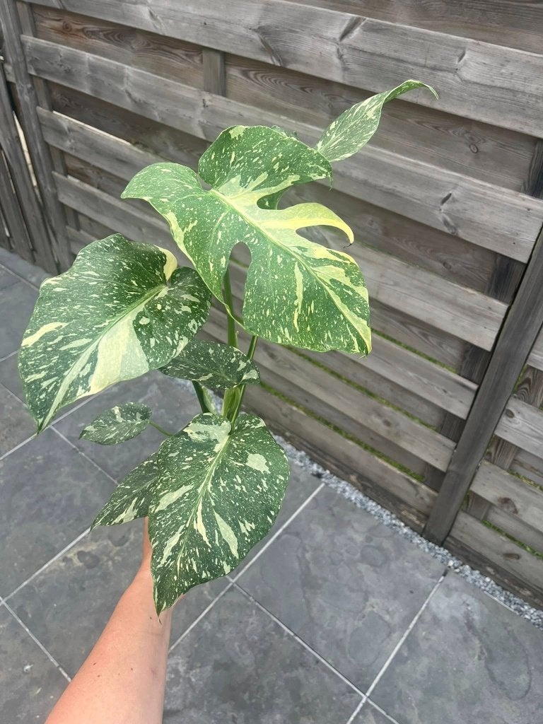 Monstera Thai Constellation, Huis en Inrichting, Kamerplanten, Minder dan 100 cm, Halfschaduw, Ophalen of Verzenden