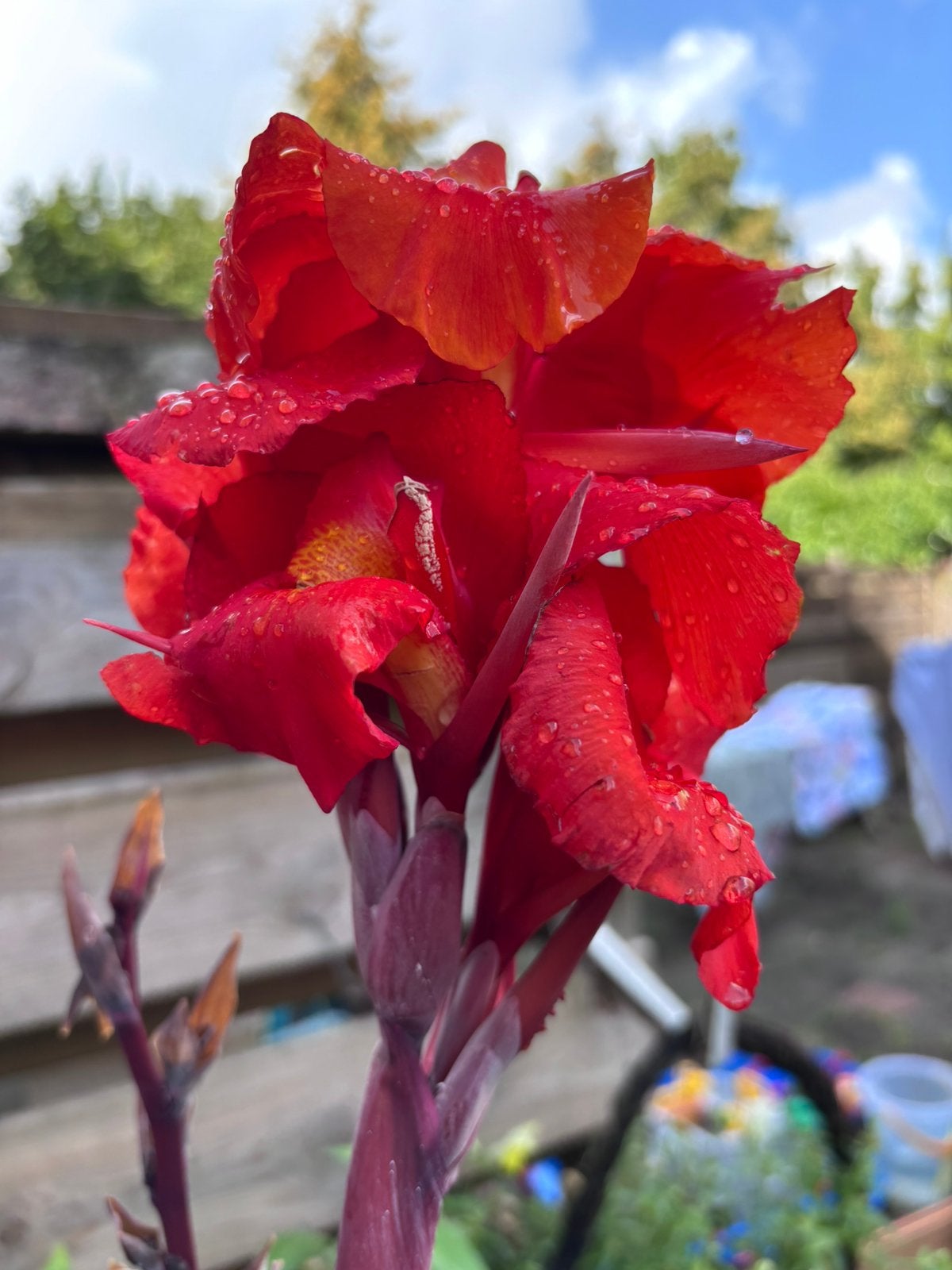 Canna’s - Canna, Canna Rood, 2 stuks, Volle zon, Vaste plant, Zomer, Ophalen