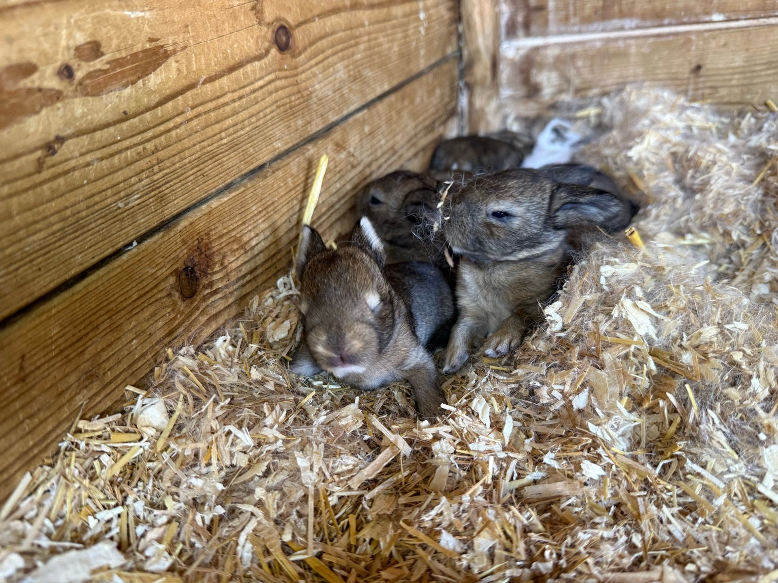Jonge rex konijnen, Dieren en Toebehoren, Knaagdieren, Mei, Meerdere dieren, Overige typen, Tam