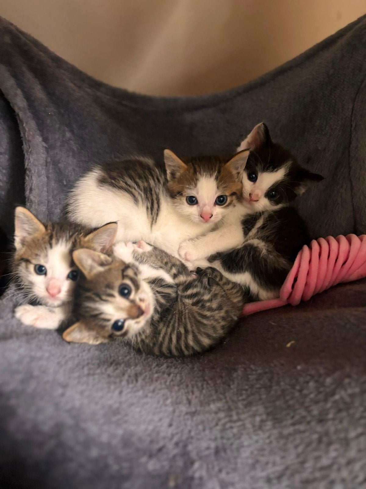 Mooie   boerderij  kittens , poesjes, Dieren en Toebehoren, Katten en Kittens | Overige Katten, Meerdere dieren