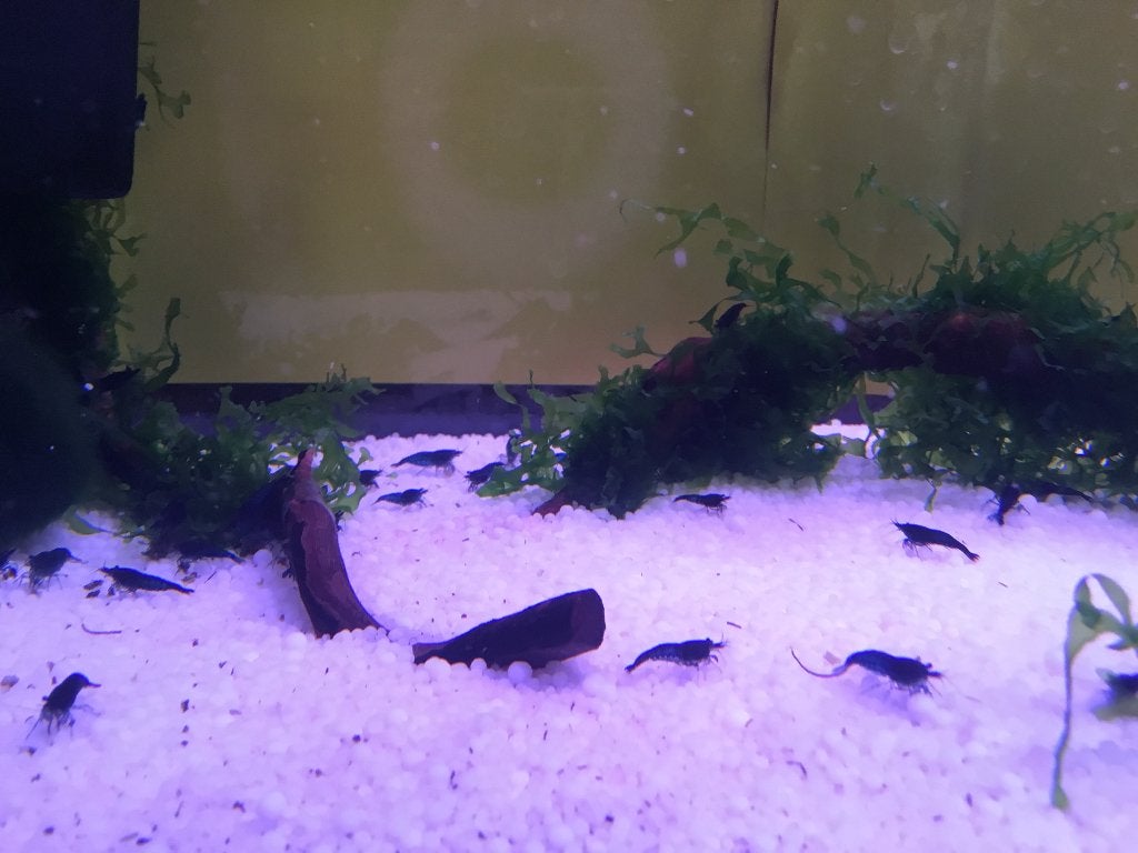 Blauwe garnalen, Dieren en Toebehoren, Kreeft, Krab of Garnaal, Zoetwatervis, Schoolvis