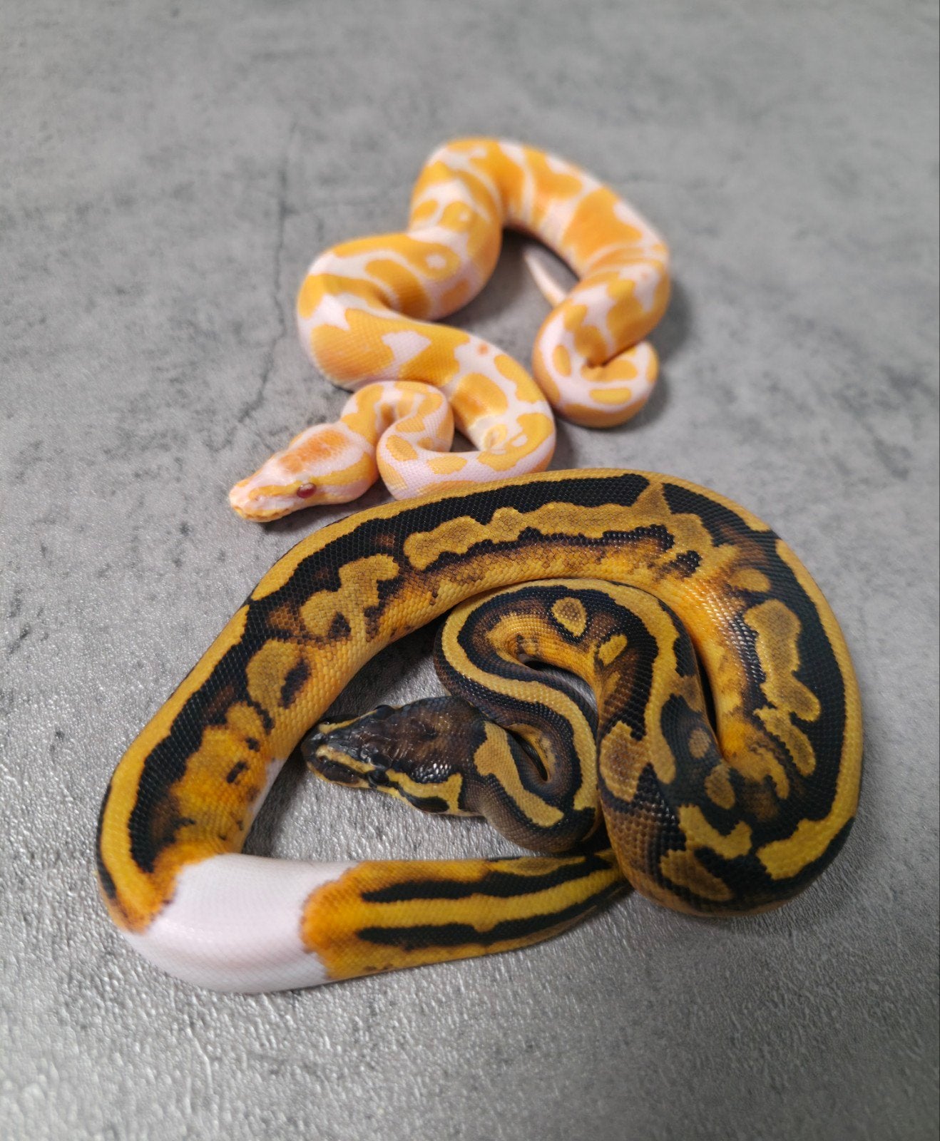 ♂️♀️Koppeltje Dreamsicles Ball Python photo 2