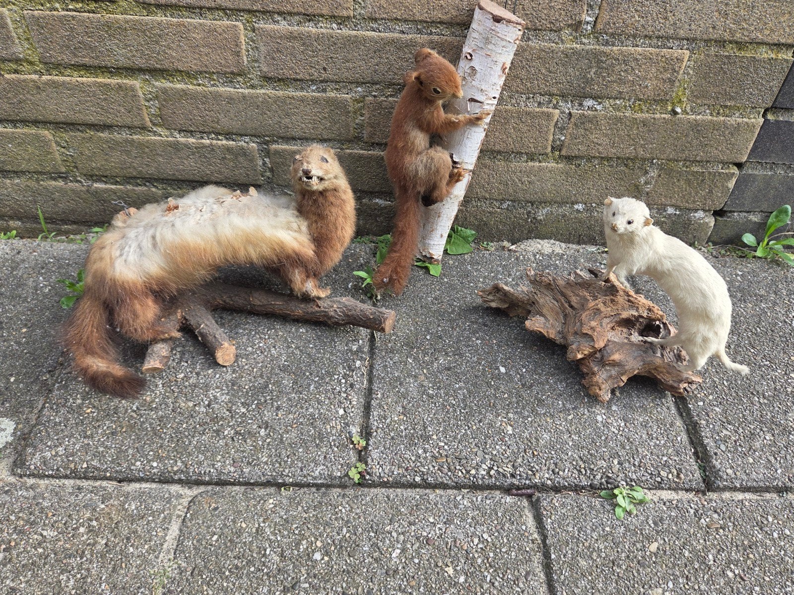 3 opgezette dieren, Ophalen of Verzenden, Zo goed als nieuw, Wild dier, Opgezet dier