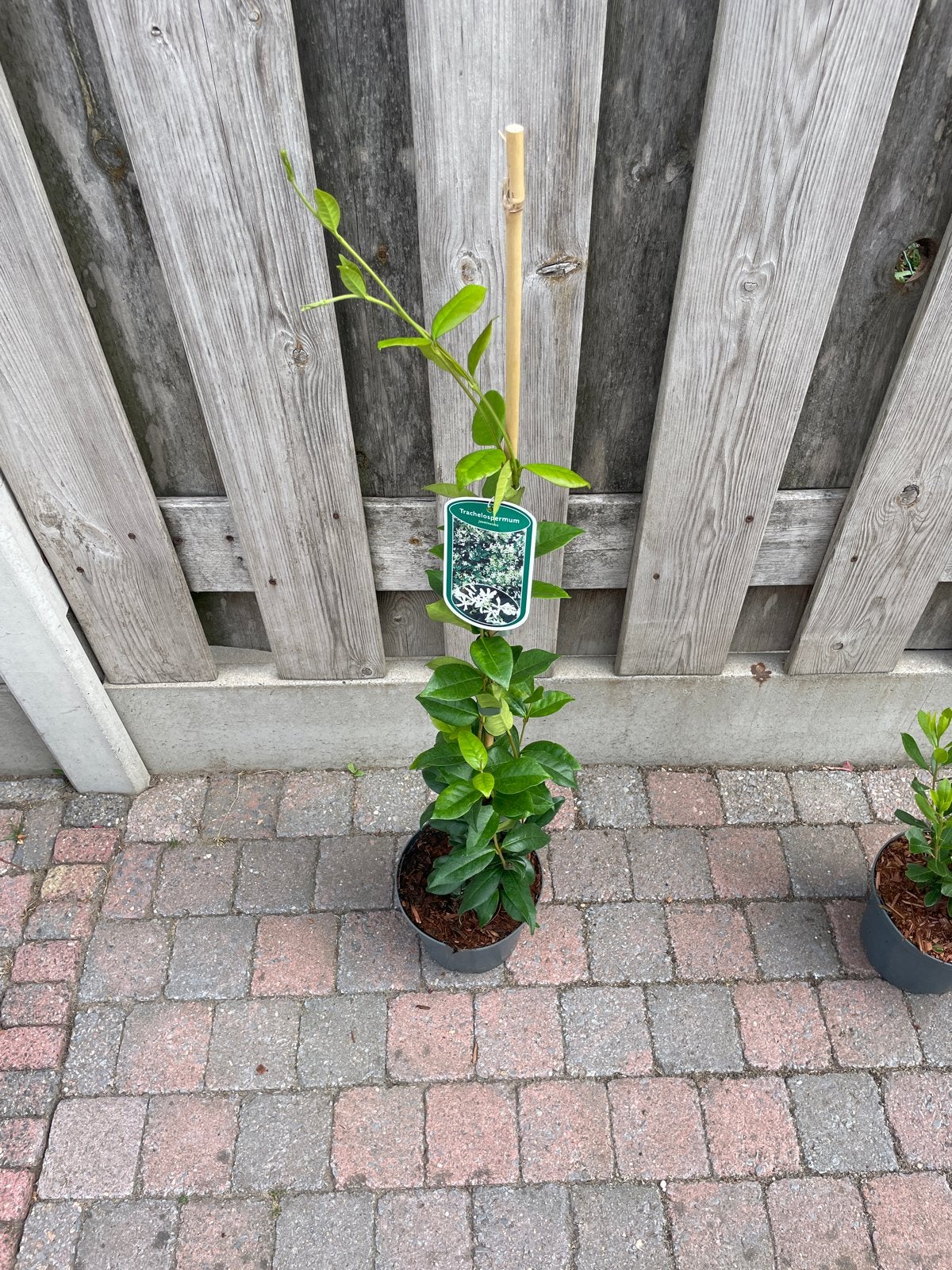 Toscaanse Jasmijn (Trachelospermum jasminoides) - Wit, Tuin en Terras, Volle zon, Vaste plant, Ophalen of Verzenden, Klimplanten