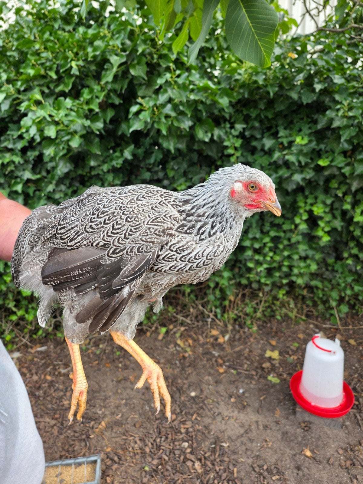 kippen te koop, Dieren en Toebehoren, Pluimvee, Meerdere dieren, Kip