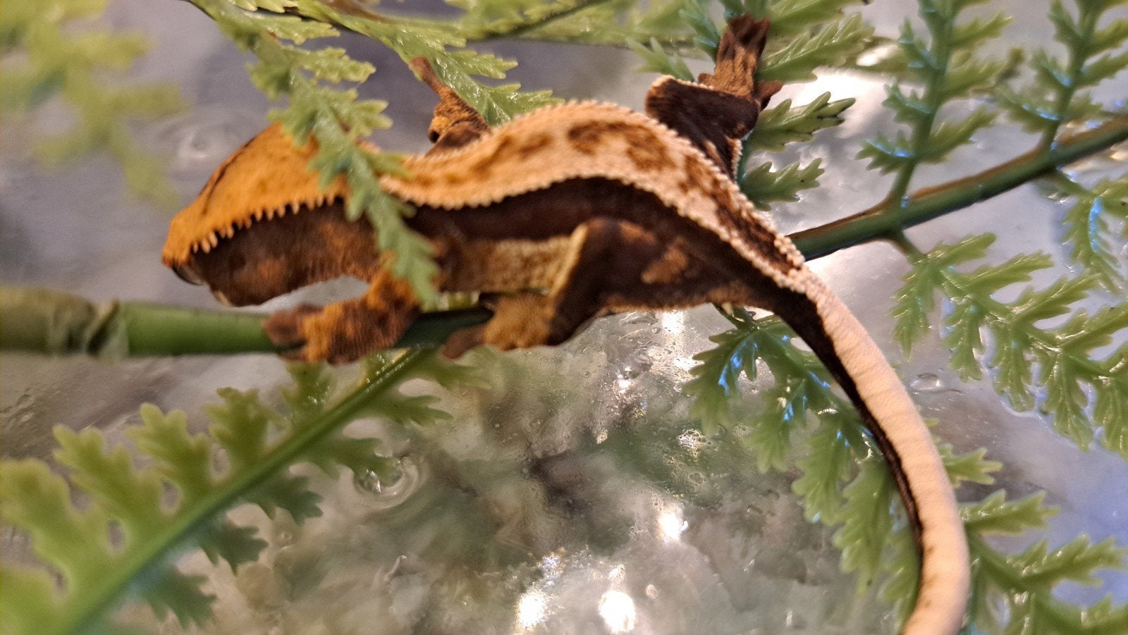Wimpergekko vrouw, Tricolor full pinstripe. Proven Crested Gecko photo 5