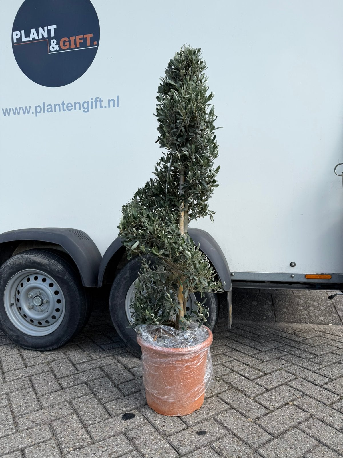 Staffelkorting! Olijfbomen spiraalvorm, Tuin en Terras, Planten | Bomen, Volle zon, Ophalen of Verzenden, 100 tot 250 cm, Olijfboom