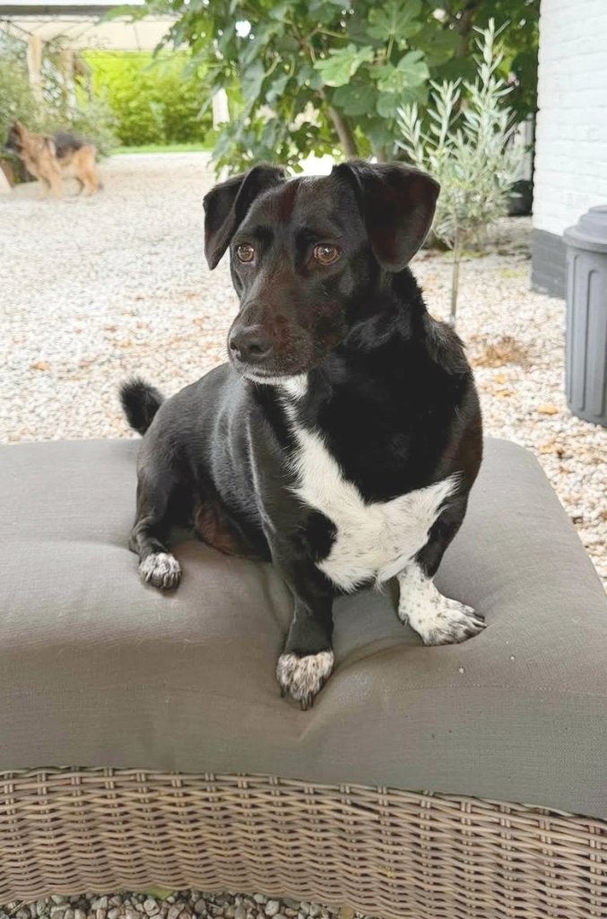 Gezellige kruising TECKEL, reutje, zoekt rustig huishouden., 6 jaar of ouder, Reu, Eén hond, Klein