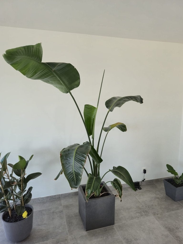 2 meter strelitzia nicolai met pot, Ophalen, 200 cm of meer, Overige soorten, In pot