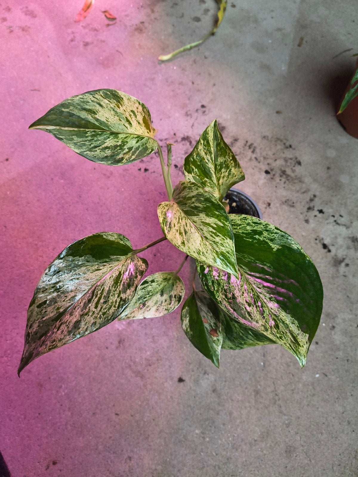 Epipremnum Marble Queen Sport Variegata plant, Ophalen of Verzenden, Halfschaduw, Minder dan 100 cm
