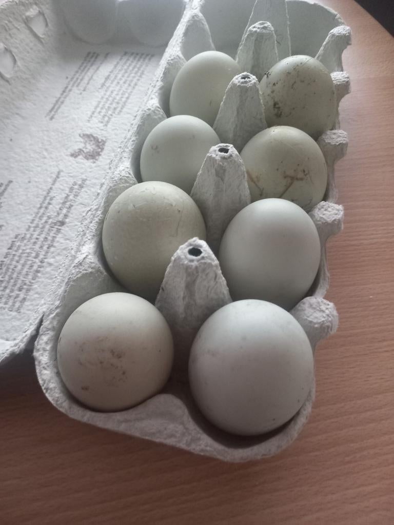 Broedeieren Loopeenden, Dieren en Toebehoren, Geslacht onbekend, Eend