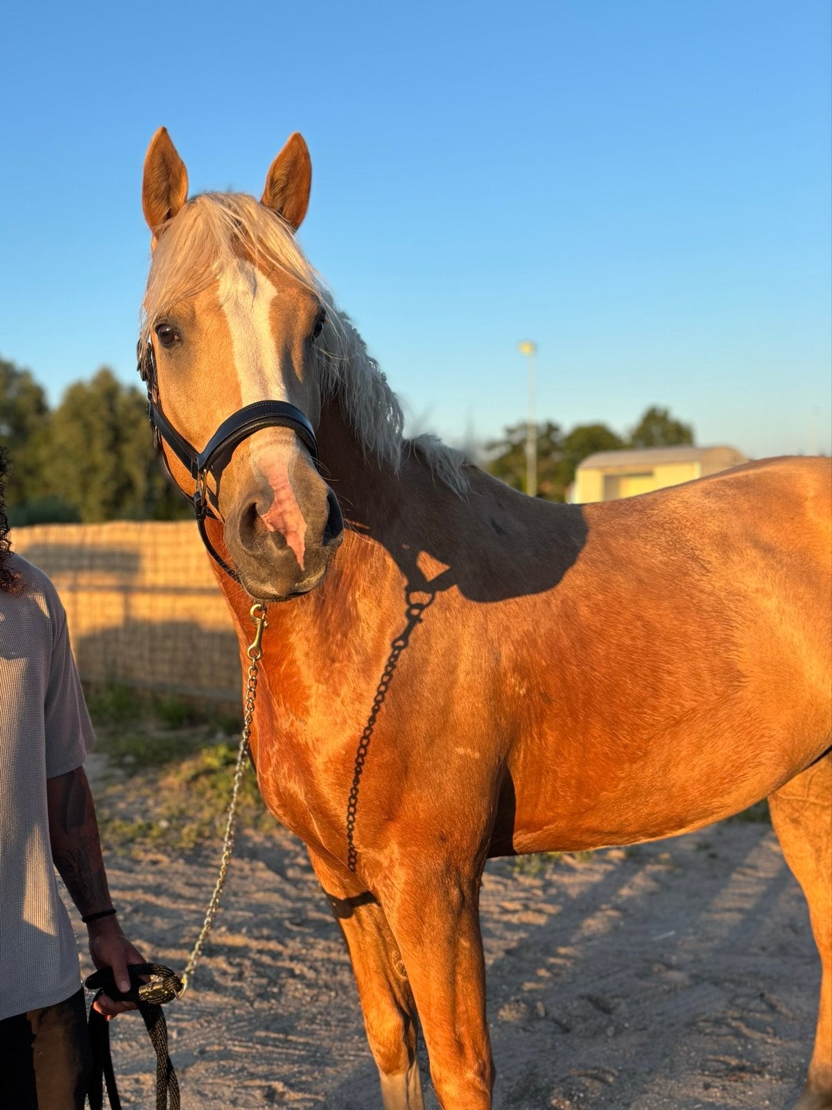 Veelbelovende mooie 5-jarige sportruin met topafstamming, Ruin, Dressuurpaard, 3 tot 6 jaar