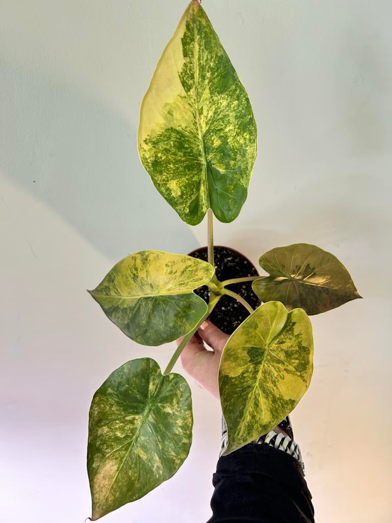 Alocasia Wentii Sunset Aurea, Ophalen of Verzenden, Halfschaduw, Minder dan 100 cm