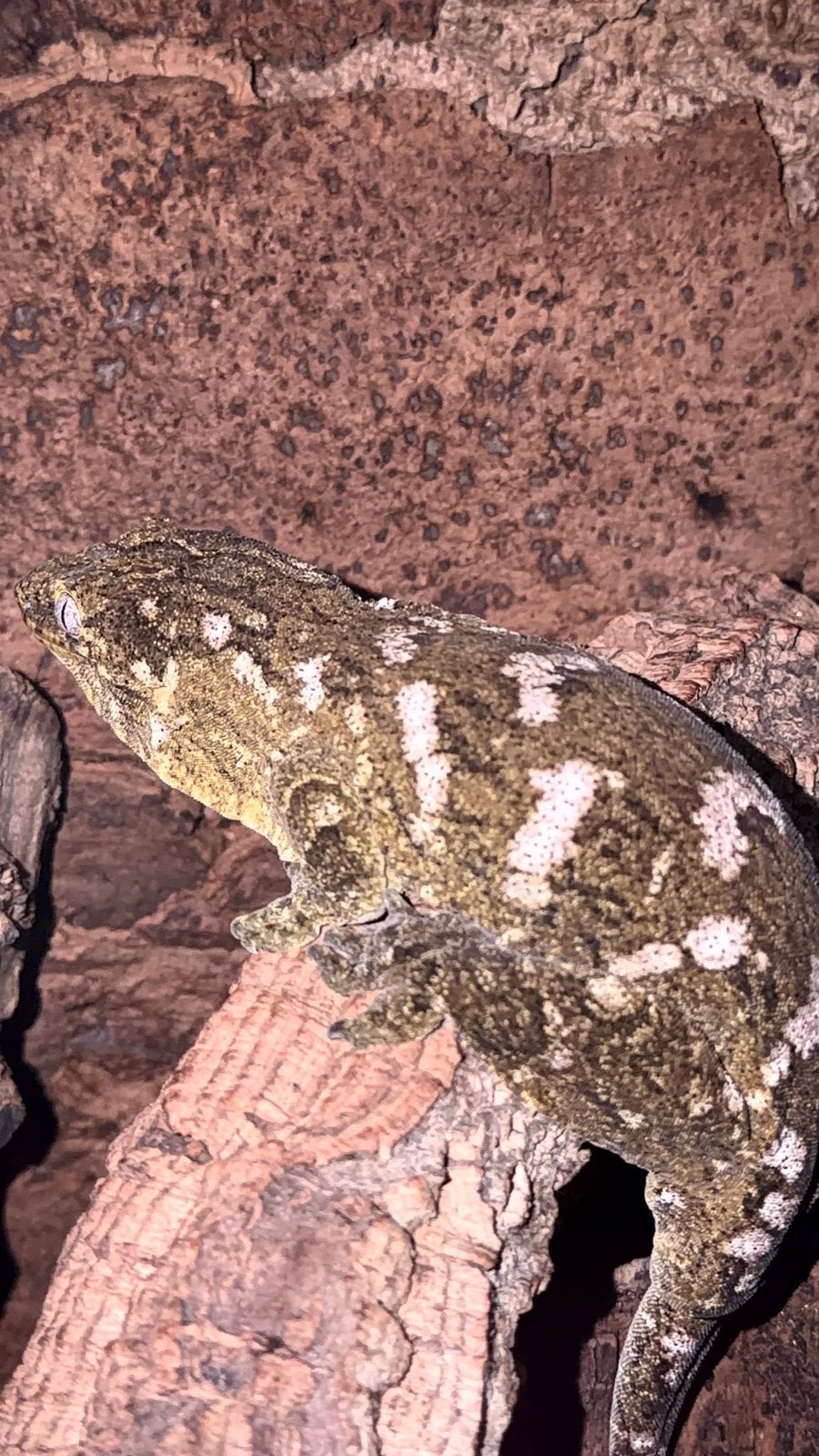 Rhacodactylus leachianus 0.1, Dieren en Toebehoren, Reptielen en Amfibieën, Hagedis