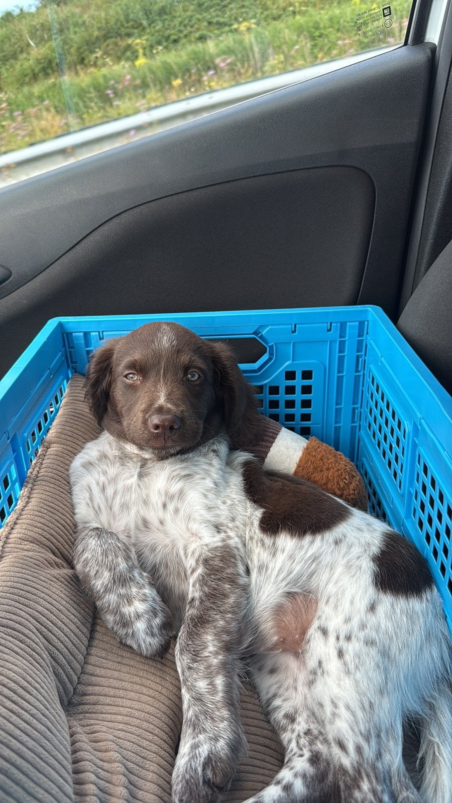 Friese stabij pup, Dieren en Toebehoren, Honden | Retrievers, Spaniëls en Waterhonden, Parvo, Overige rassen, 8 tot 15 weken, Teef