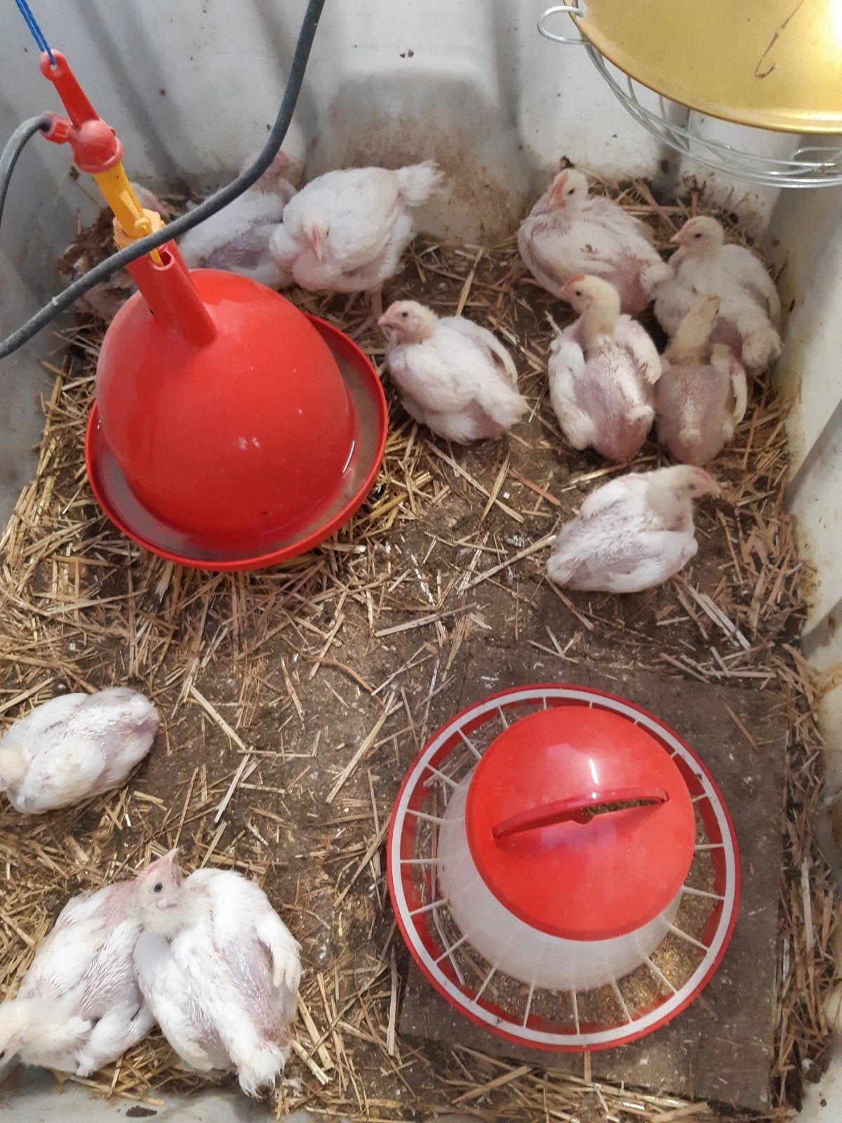 ross 308 vleeskuikens te koop, Dieren en Toebehoren, Meerdere dieren, Kip