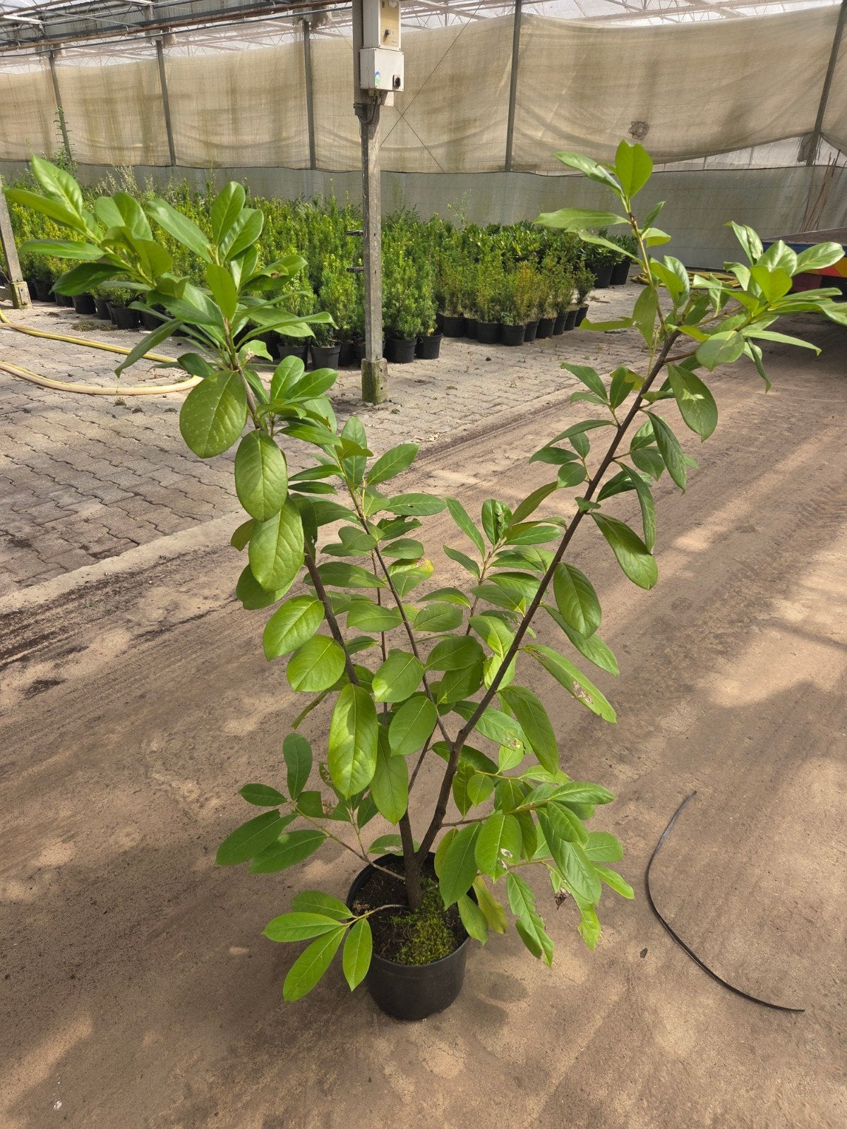 Laurier groot, Ophalen of Verzenden, Laurier, 100 tot 250 cm