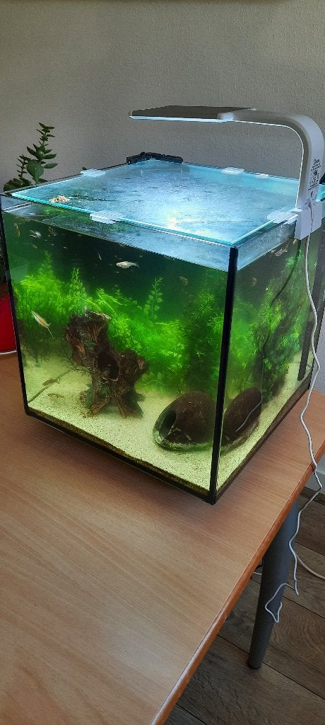 aquarium 30 liter met vissen, Dieren en Toebehoren, Vissen | Aquariumvissen, Vis, Zoetwatervis