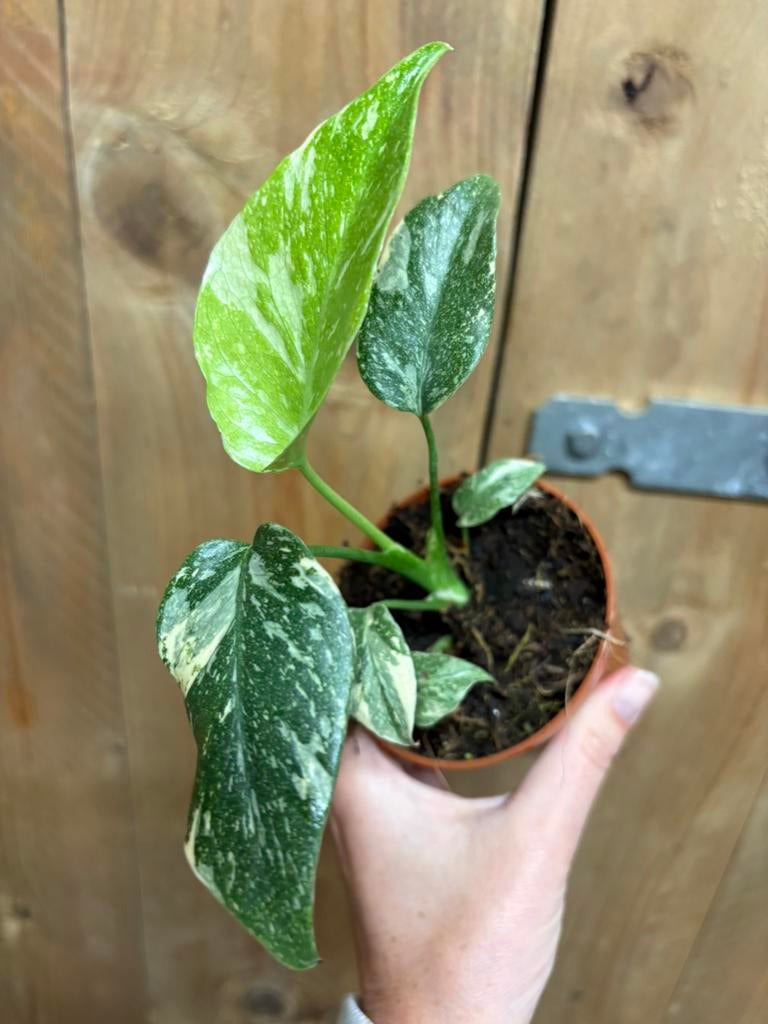 Monstera thai constellation cream creme mint variegata, Ophalen of Verzenden, Halfschaduw, Minder dan 100 cm