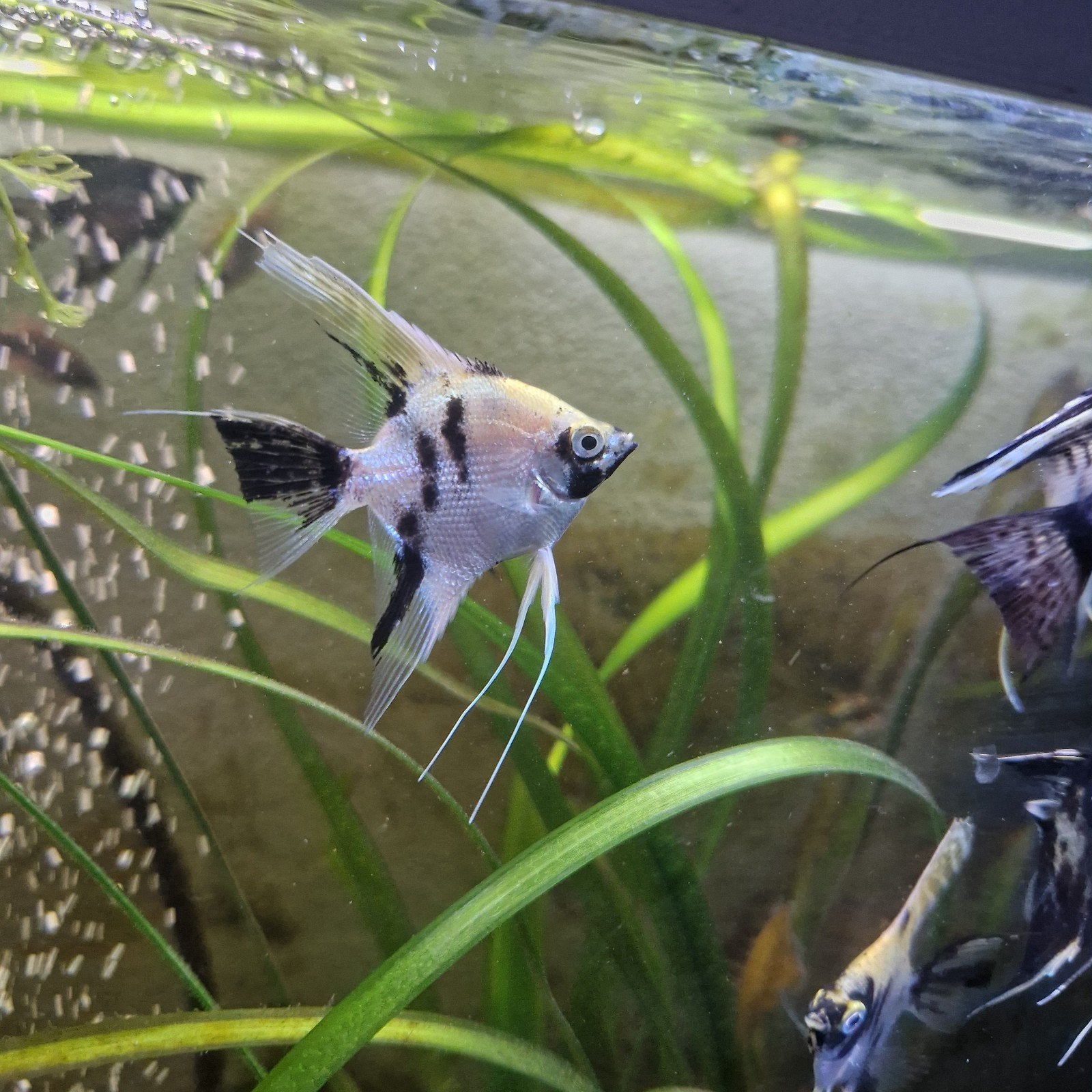5 x jonge licht oranje/gele maanvissen 5 cm hoog €4 per stuk, Dieren en Toebehoren, Vissen | Aquariumvissen, Vis, Zoetwatervis