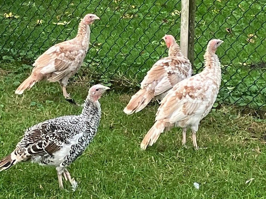 TE KOOP raszuivere jonge Ronquières kalkoenen, Dieren en Toebehoren, Pluimvee, Meerdere dieren, Kalkoen