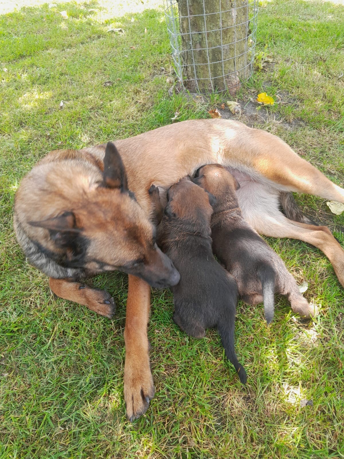 Mechelse herder pups., Ophalen of Verzenden