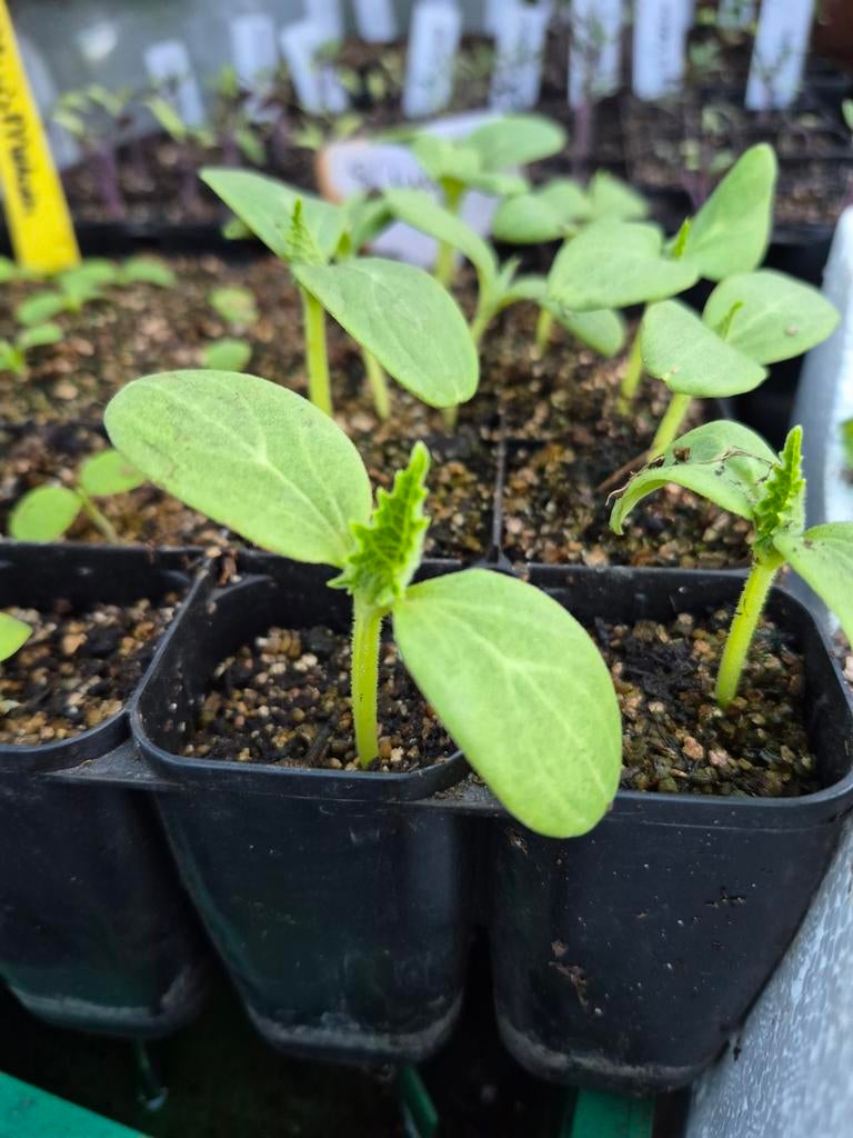Augurk planten, Tuin en Terras, Ophalen, Overige soorten, Volle zon