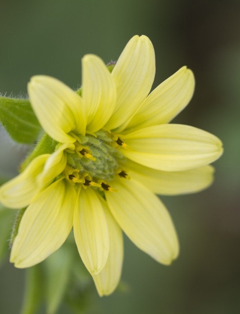 Zaden Silphium mohrii, Tuin en Terras, Ophalen of Verzenden, Volle zon