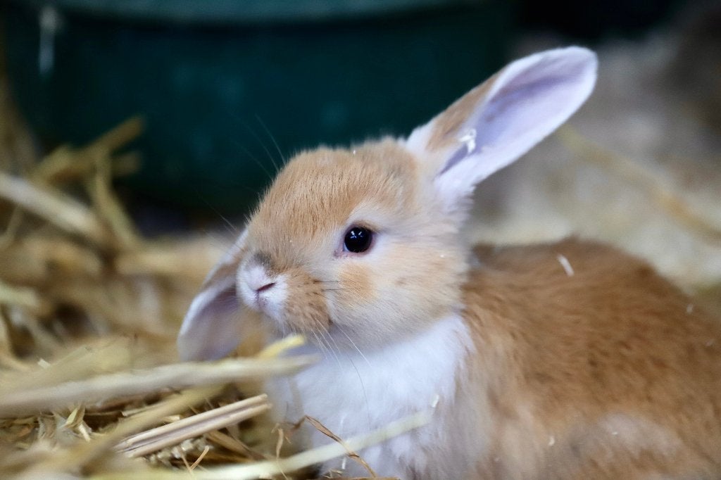 Hangoor dwergkonijn | Jonge konijnen | Deskundig advies, Meerdere dieren, Dwerg, Hangoor, 0 tot 2 jaar