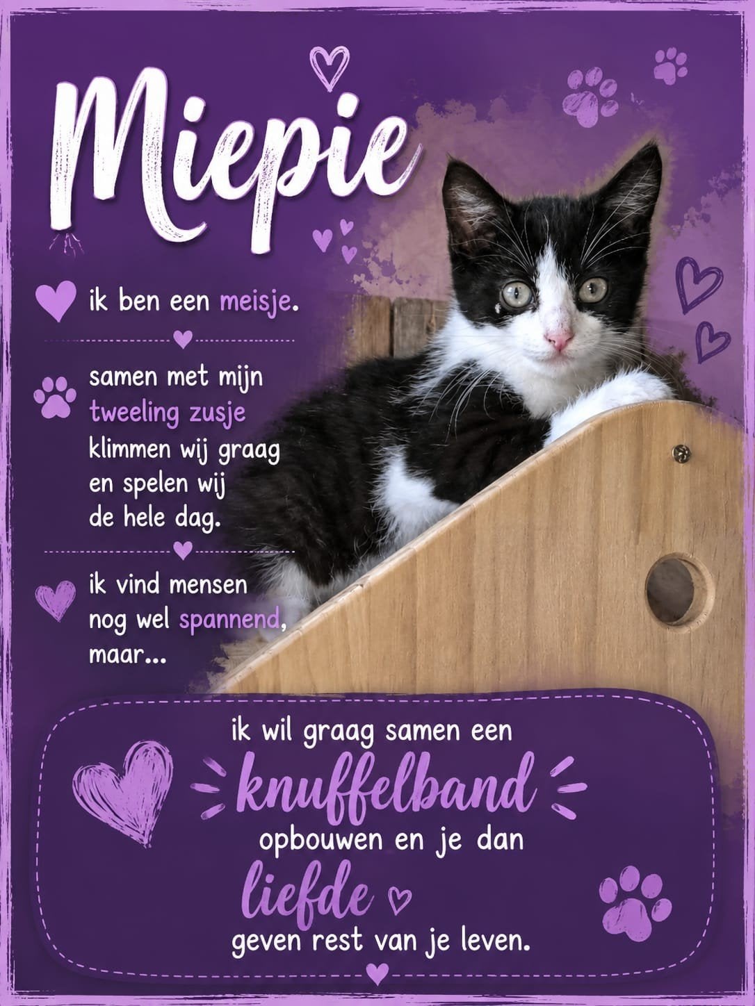 7 kittens die mogen verhuizen naar lieve baasjes