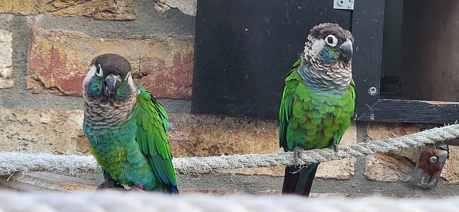 Broedkoppel  pyrrhura lepida, Dieren en Toebehoren, Meerdere dieren, Parkiet, Geringd