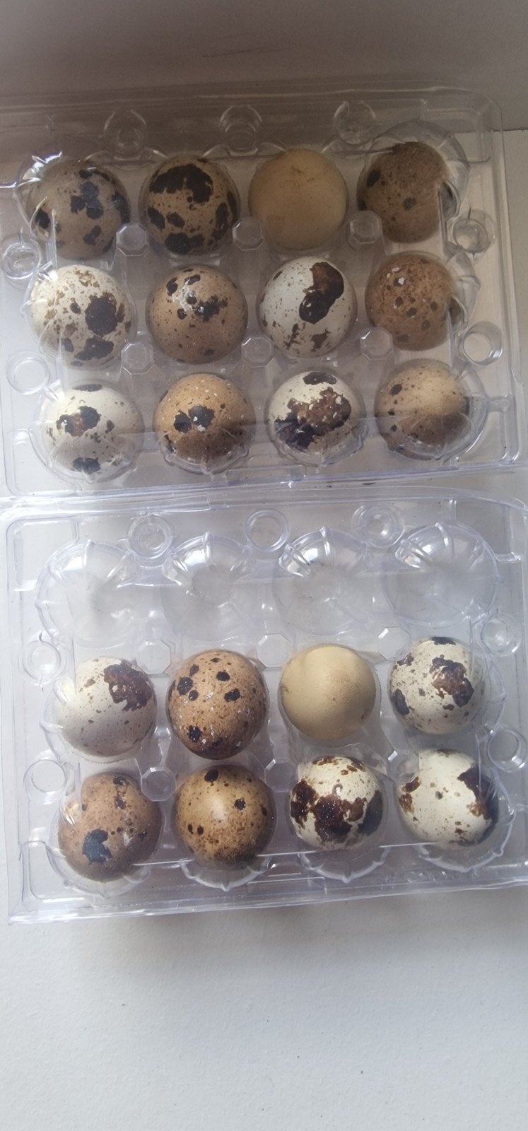 Verse Japanse Kwartel Eieren - 12 stuks, Dieren en Toebehoren, Pluimvee | Toebehoren, Ophalen of Verzenden