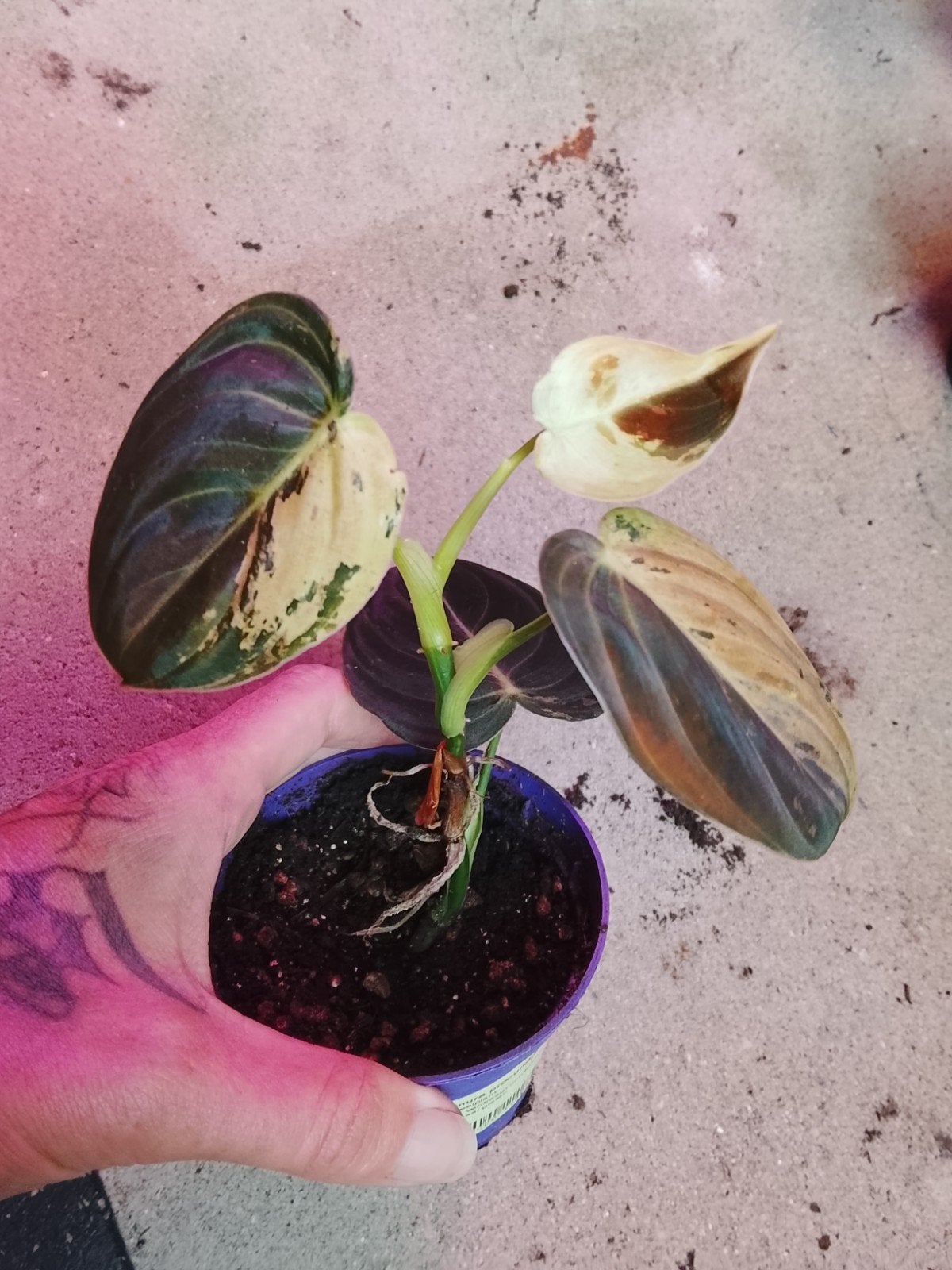 Philodendron Melanochrysum Variegata plant, Huis en Inrichting, Kamerplanten, Ophalen of Verzenden, Halfschaduw, Minder dan 100 cm