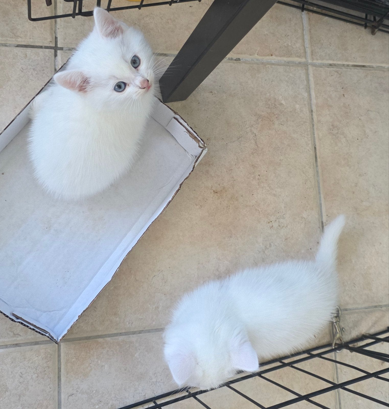 2 kittens, Kortharig
